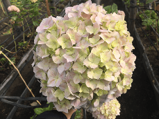 Hydrangea Bicolor Pink Peach Super Select