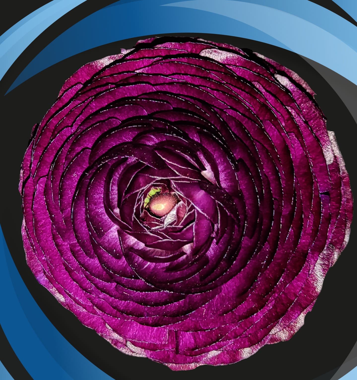 Ranunculus Burgundy 30