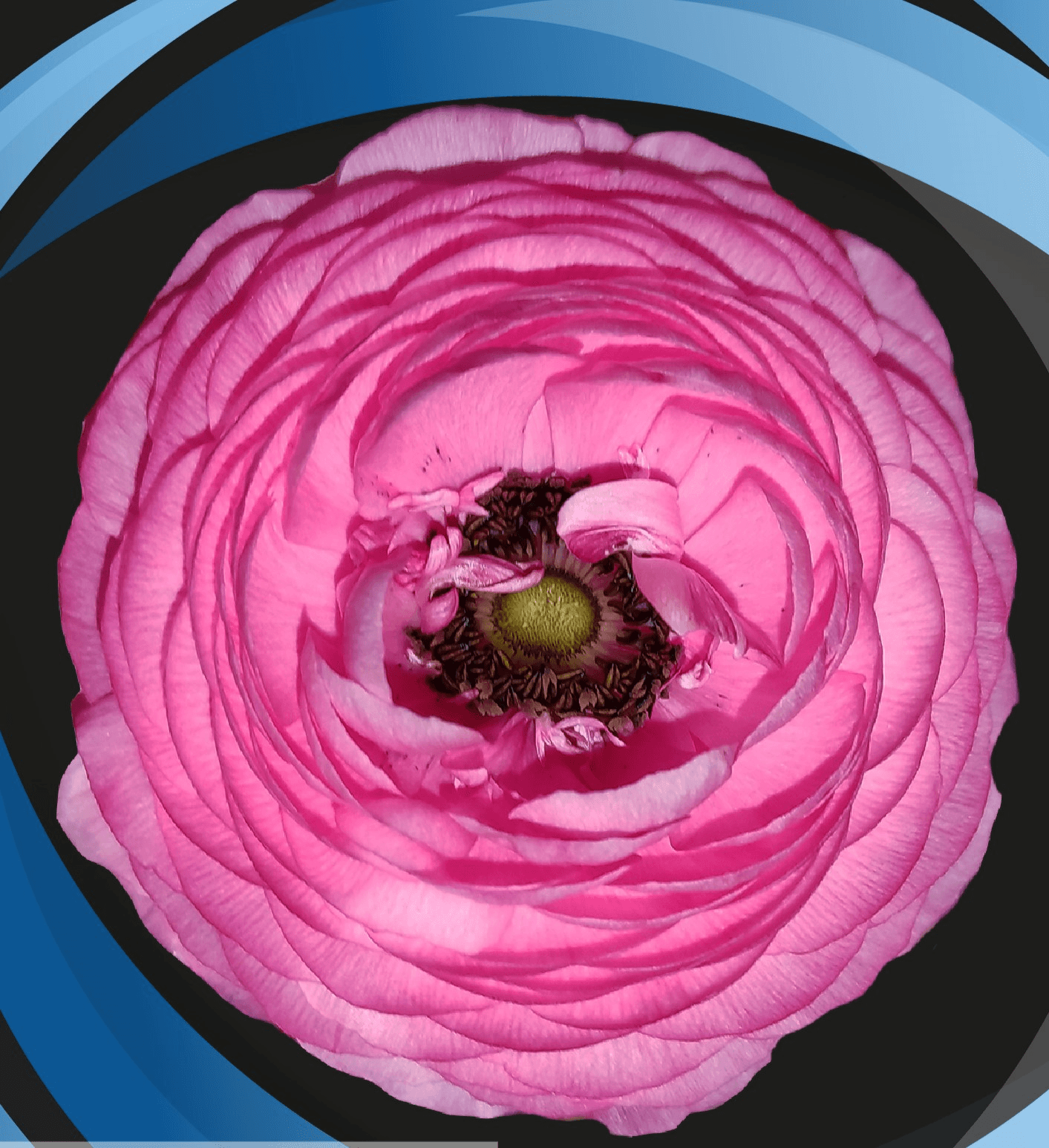Ranunculus Pink 35