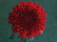 Mum/disbud Magna Red
