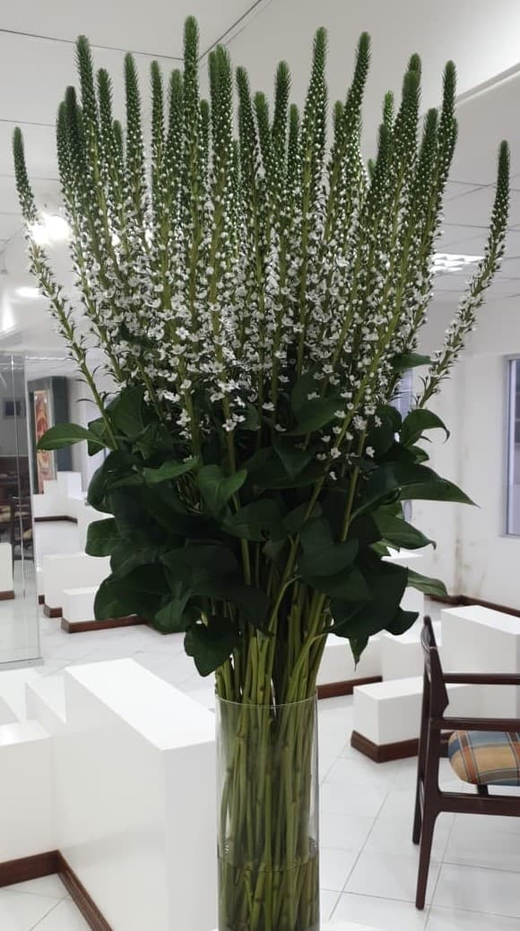 Lysimachia White Elizabeth 80