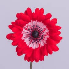 Anemone Full Star Red 30