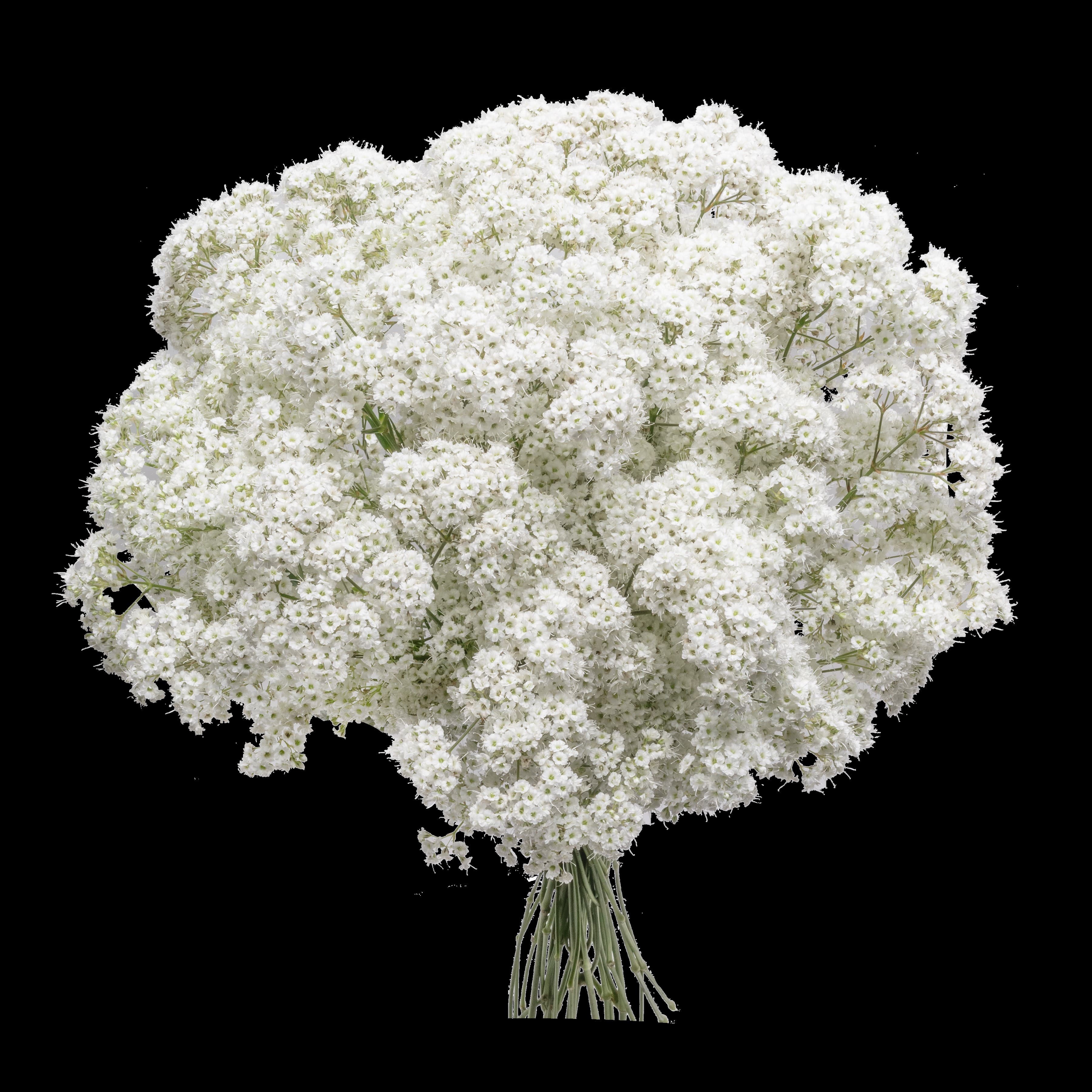 Gypsophila Royal Angel White Open Cut