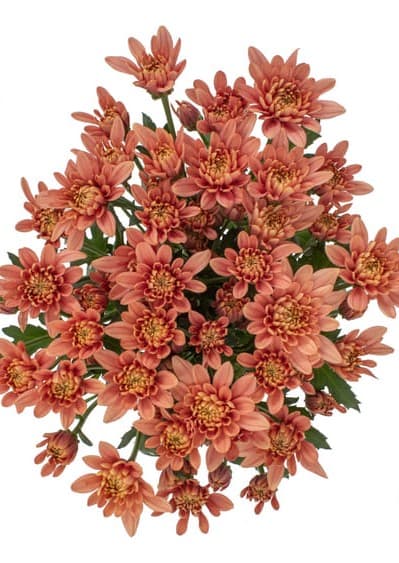 Pom Cushion Salmon Veronica