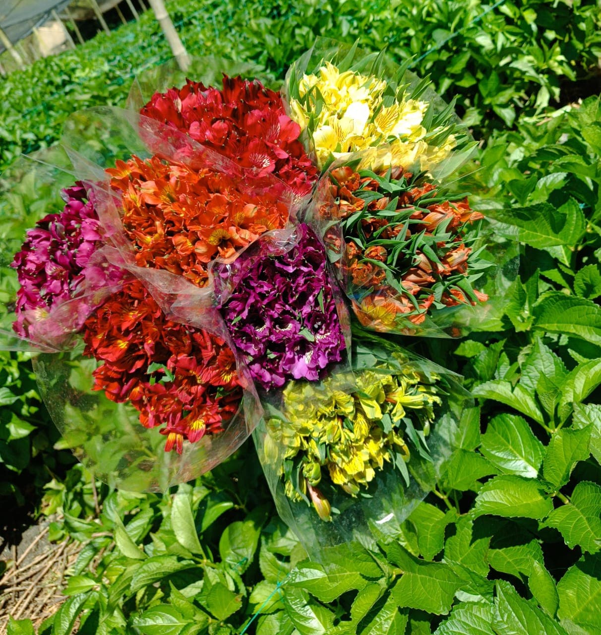 Alstroemeria Fall Pack Premium