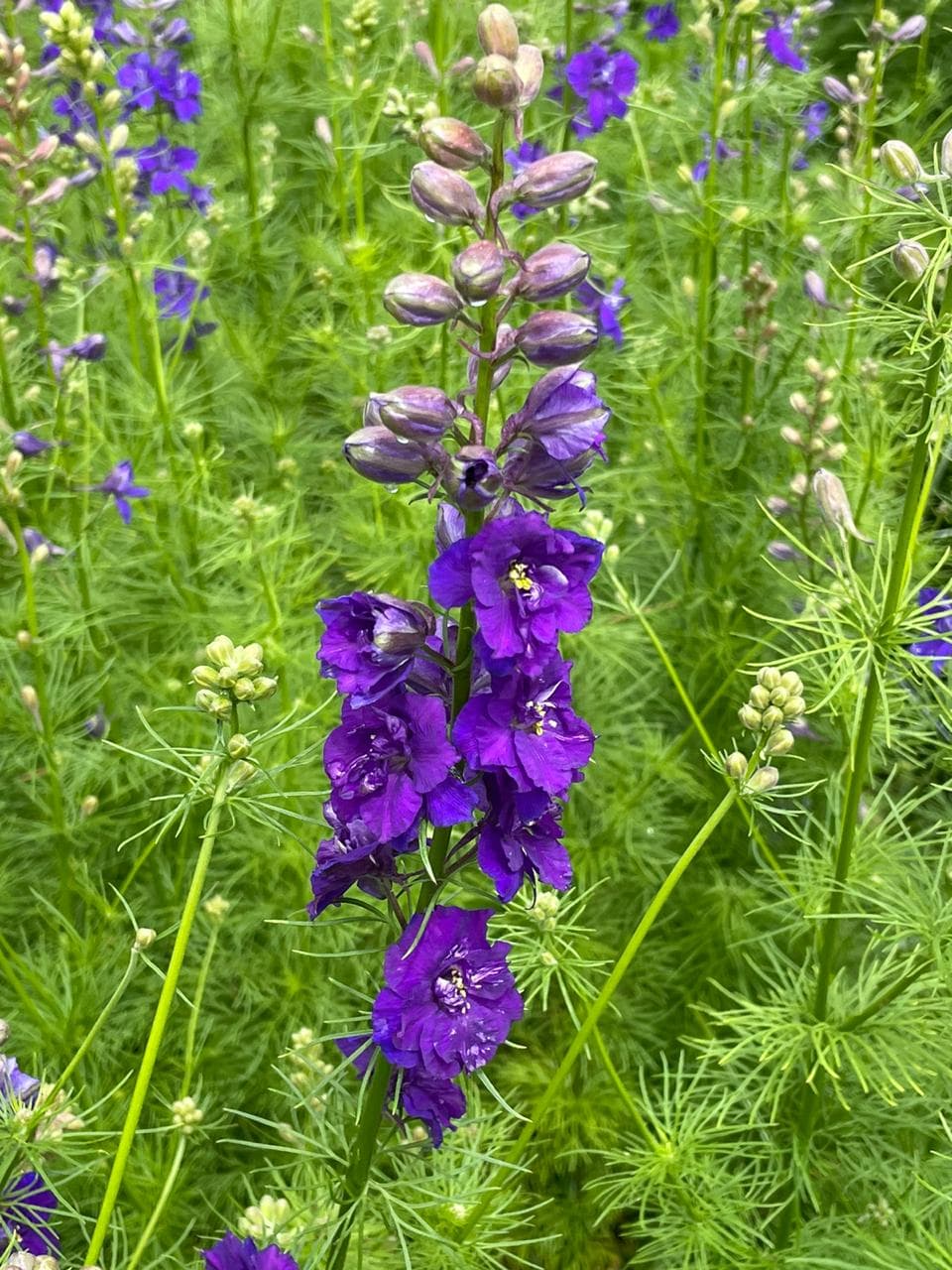 Larkspur Blue Spire Purple 80