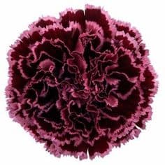 Carnation Nobbio Burgundy Bicolor Burgundy Fancy