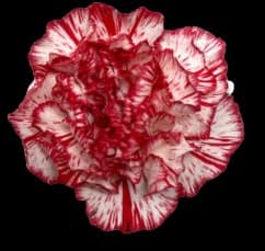 Carnation Peppermint Select