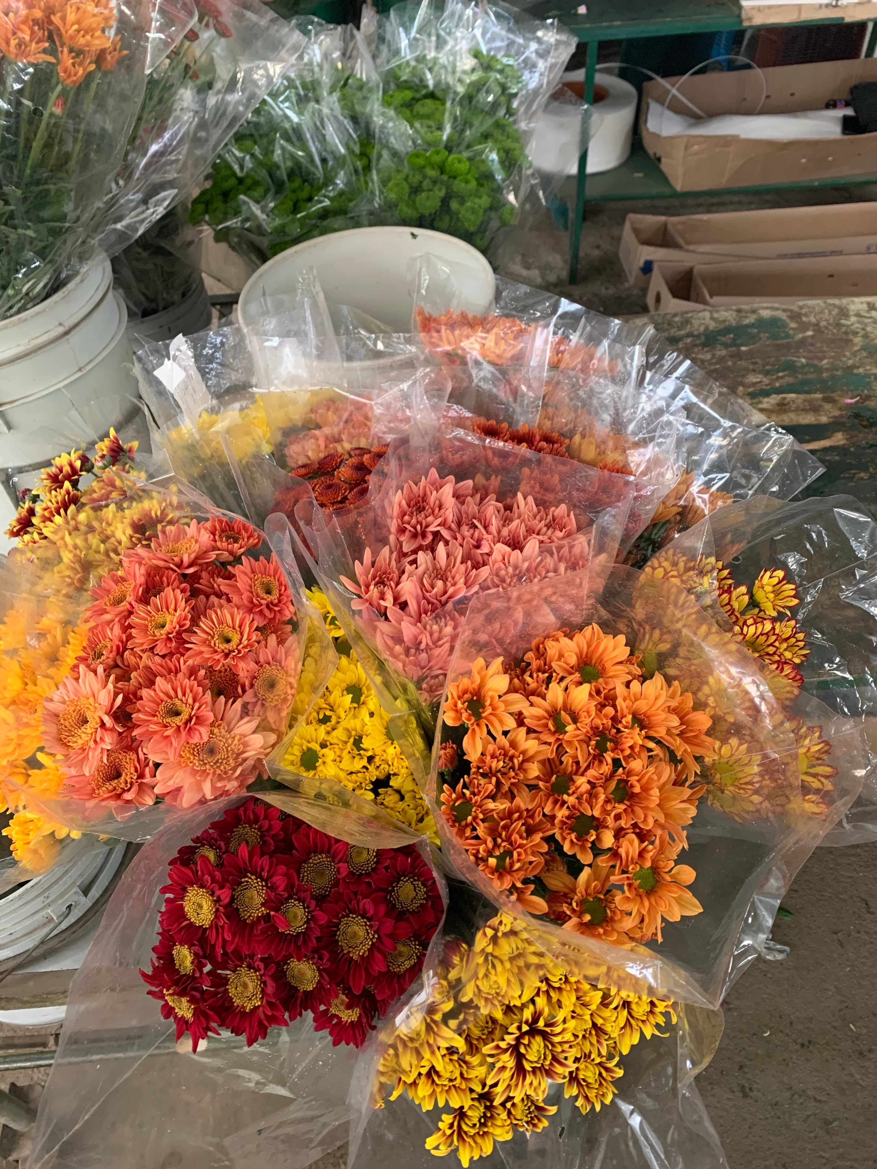 Pom Cdn Fall Pack Assorted