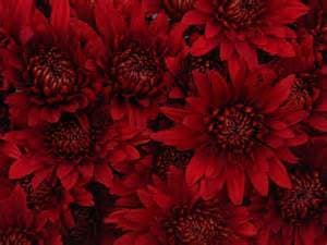 Pom Cushion Rock Red