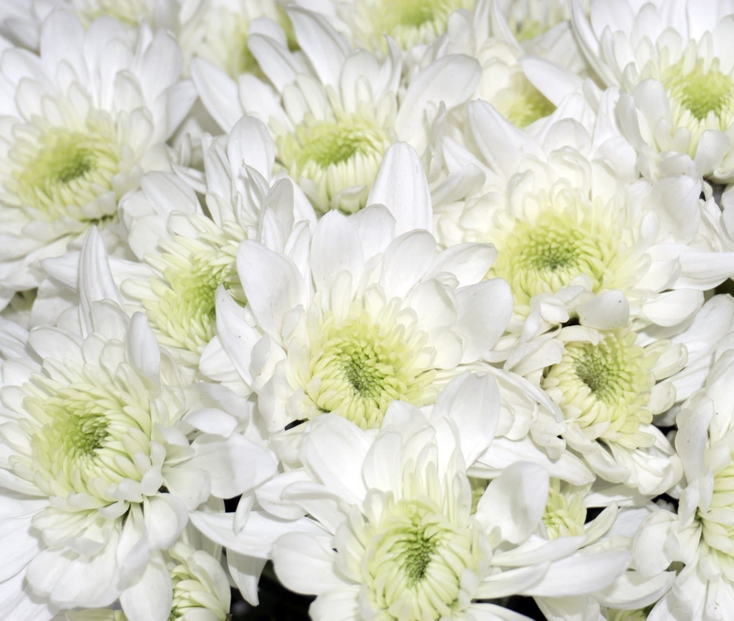 Pom Cushion Arctic Queen White