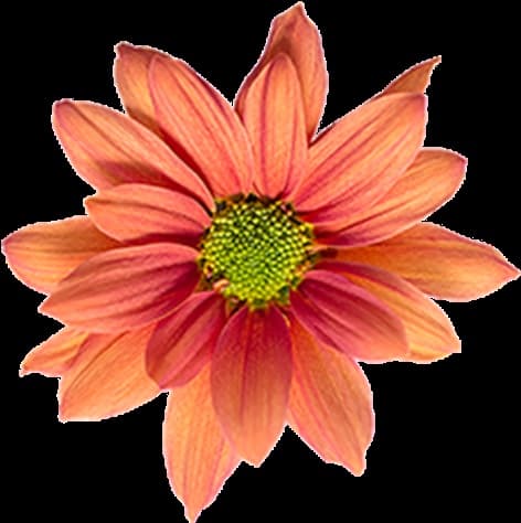 Pom Daisy Reagan Orange