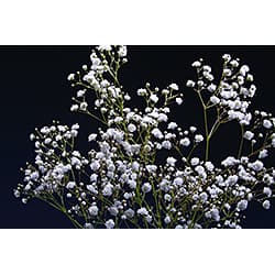 Gypsophila New Love White 250 Gram