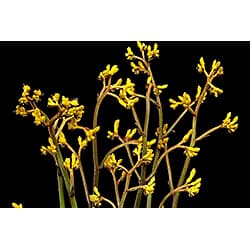 Kangaroo Paws Yellow Select