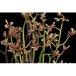 Kangaroo Paws Orange Select