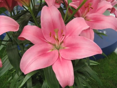 Lilies Pink La Indian Summerset 3-5 Blooms