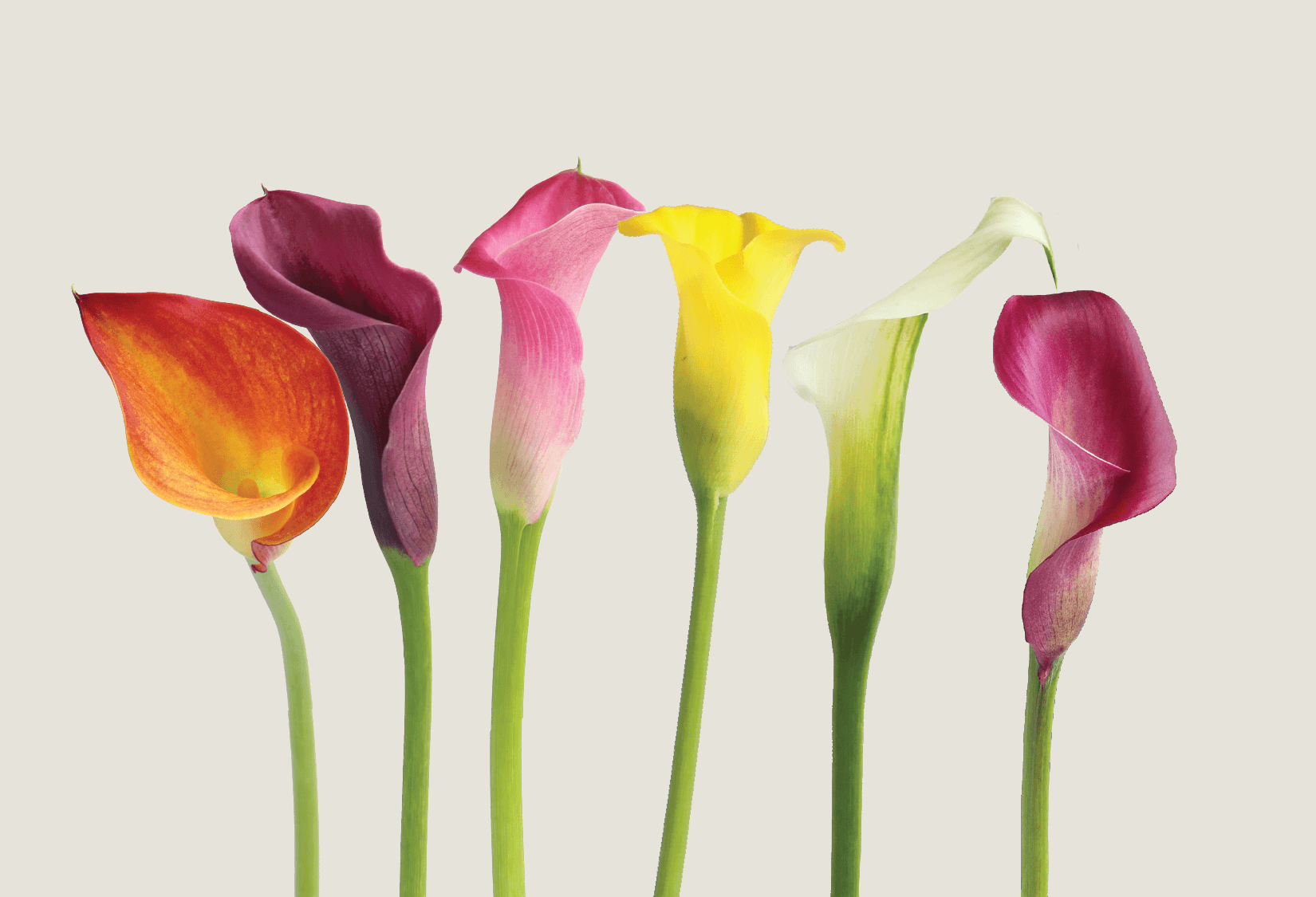 Mini Calla Assorted 50