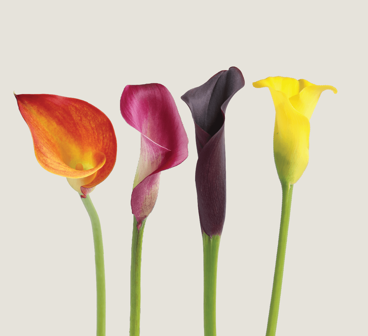 Mini Calla Fall Pack Mixed 50