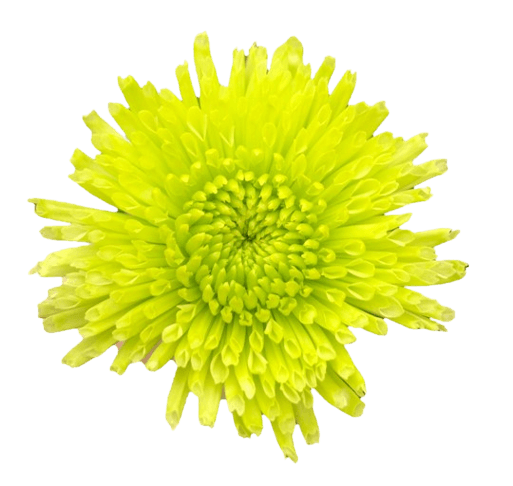 Pom Novelty Athos Green