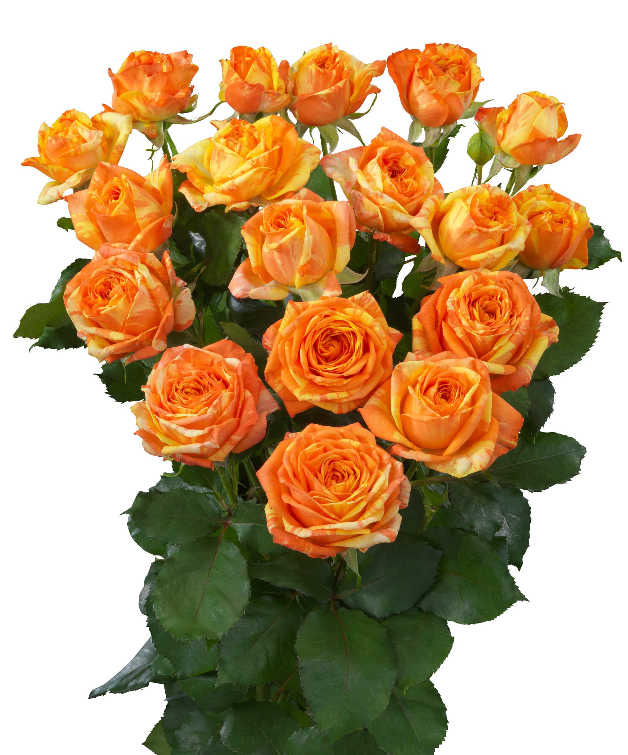 Sprayrose Peps Orange/yellow 50