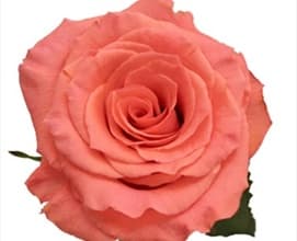 Roses Amsterdam Coral 50