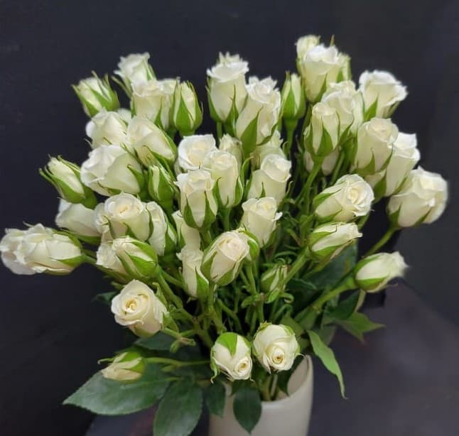 Sprayrose Danny White 50