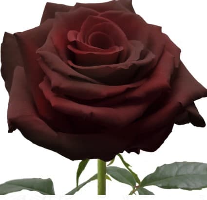 Roses Black Baccara Red 50