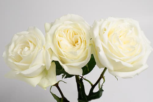 Roses Polo White 50