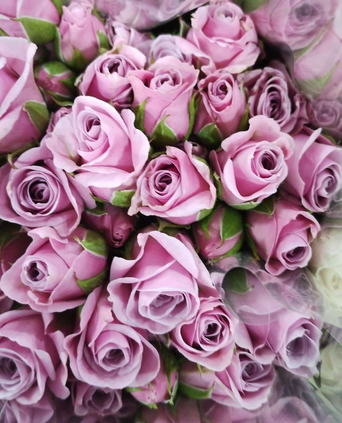 Sprayrose Little Silver Lavender 50