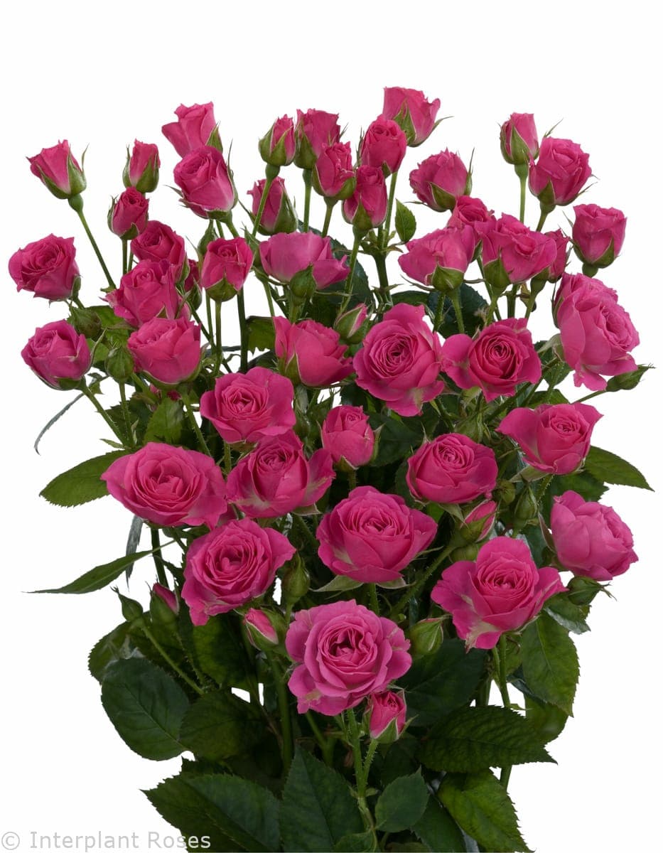 Sprayrose Hot Pink Lovely Lidia 50