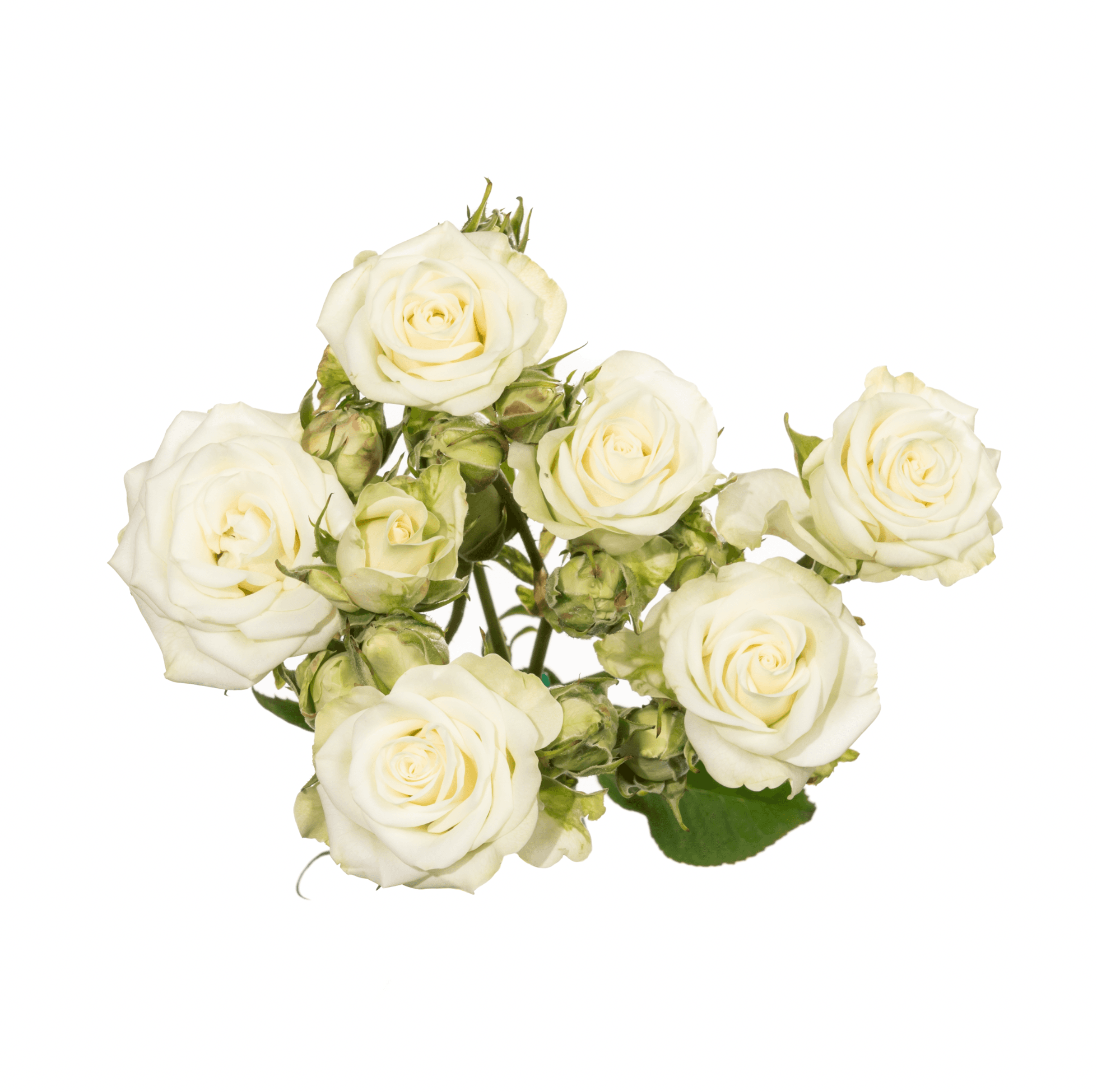 Sprayrose White Snow Flake 50