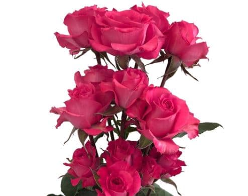 Sprayrose Hot Pink Twinkle Bride Rosever 50