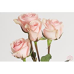 Sprayrose Star Blush Light Pink 40