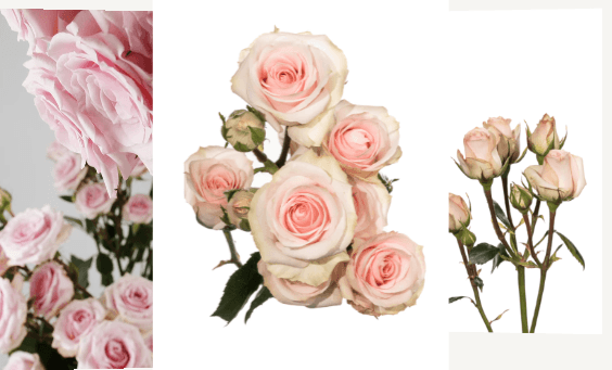 Sprayrose Star Blush Light Pink 60