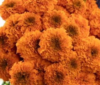 Marigold Orange 60