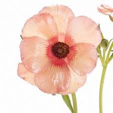Anemone Peach Marianne Peach 40