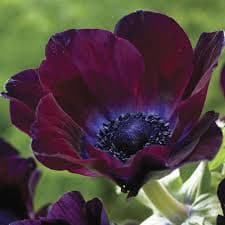 Anemone Marianne Bordeaux Burgandy 40