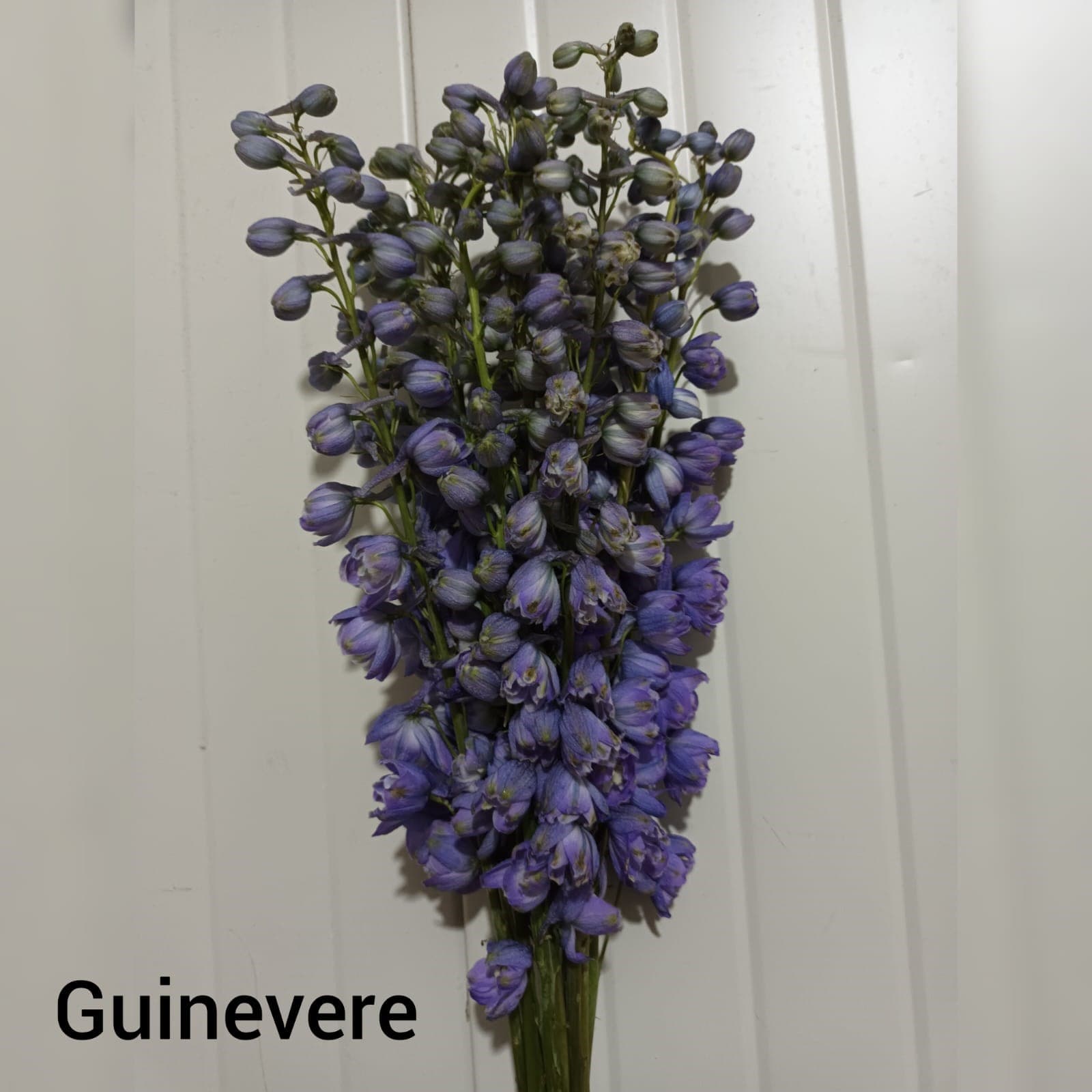 Delphinium Guinevere Hybrid Lavender 70