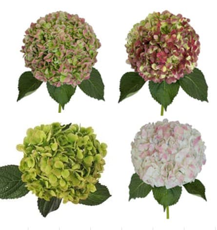Hydrangea Antique Assorted Super Select