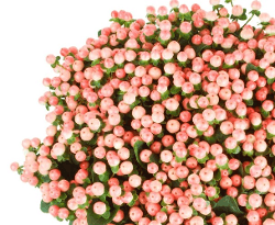 Hypericum Coco Tiamo Soft Pink 50