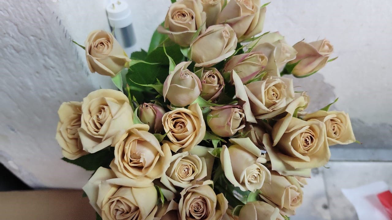 Sprayrose Earth Cream/beige 60