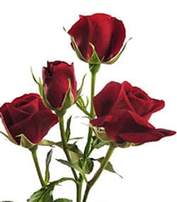 Sprayrose Red Rubicon 50