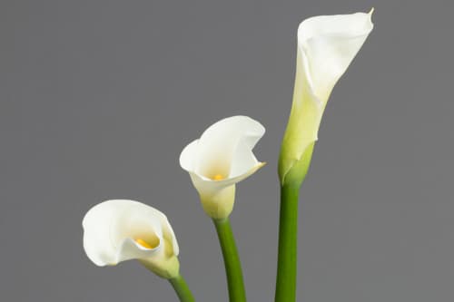Calla Open Cut White 80