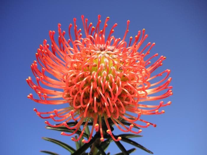 Pincushion Succession Orange 40