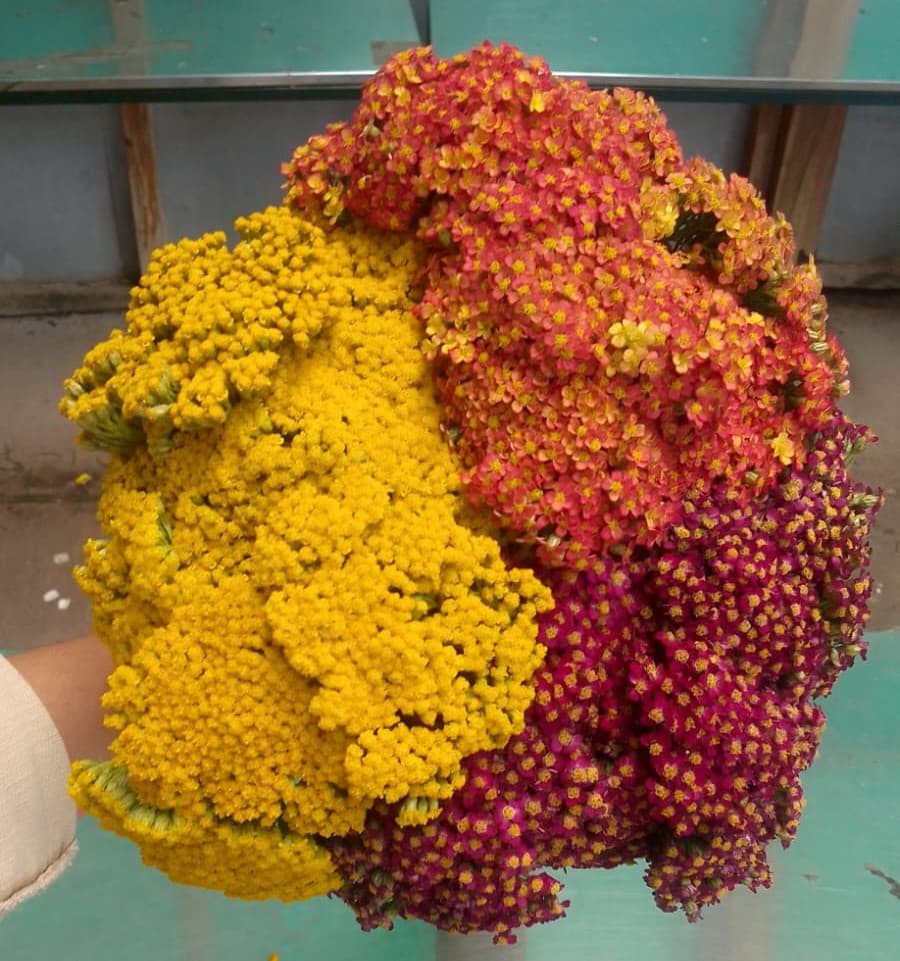 Achillea Yarrow Fall Select