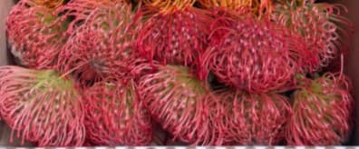 Pincushion Ayoba Pink Pink 50
