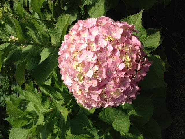 Hydrangea Pink Super Select
