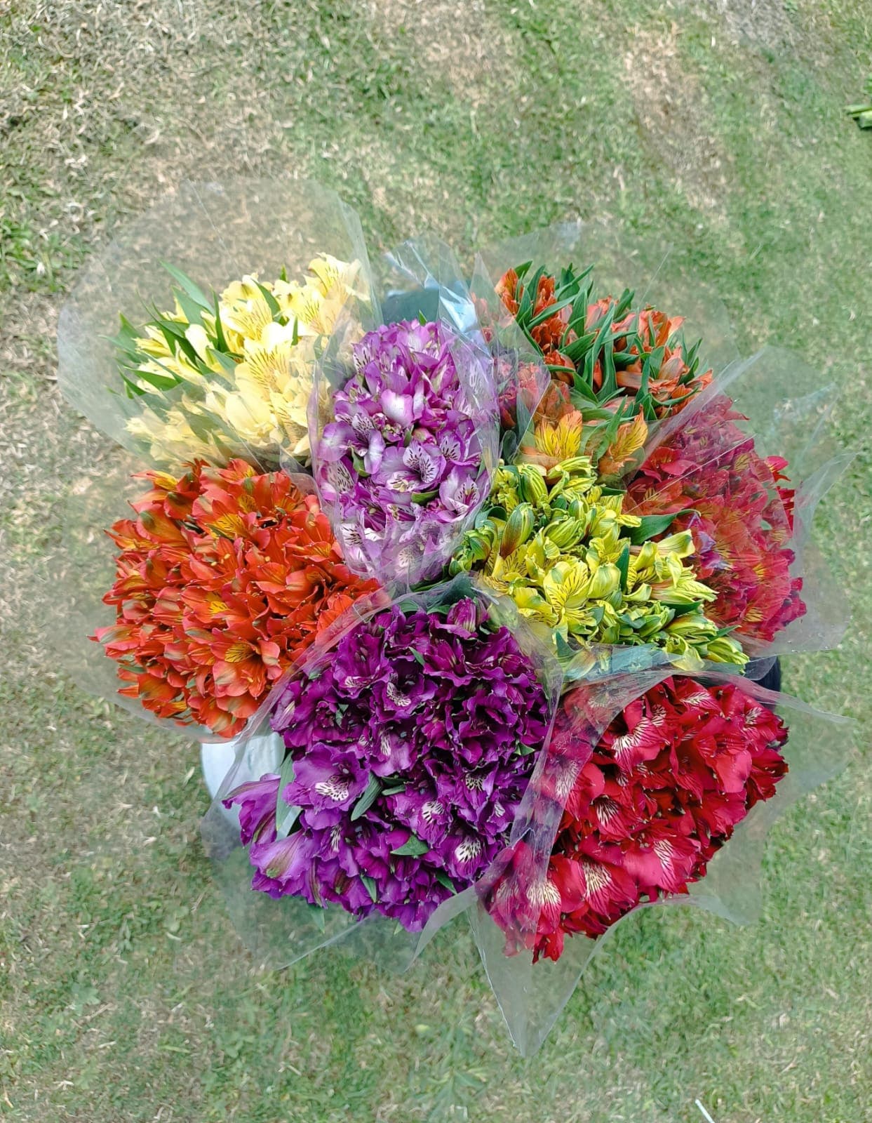 Alstroemeria Fall Select