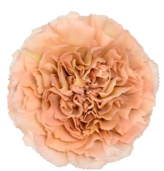 Carnation Honey Earthtone Fancy