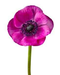 Anemone Marianne Fuchsia Hot Pink 35
